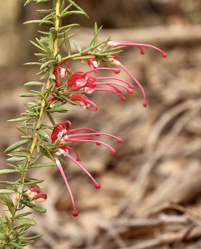 Unidentified species of Grevillea.  Australia,Eamw flora,Geotagged,Winter