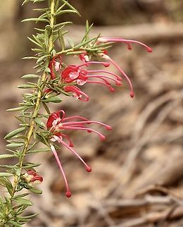 Unidentified species of Grevillea.  Australia,Eamw flora,Geotagged,Winter