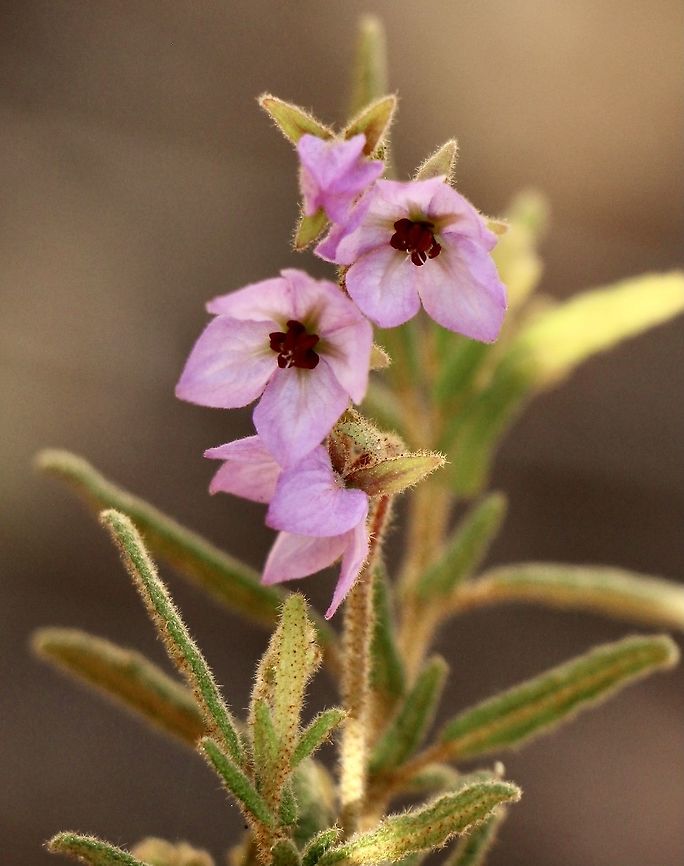 Thomasia petalocalyx  Australia,Eamw flora,Geotagged,Summer,Thomasia petalocalyx,Winter