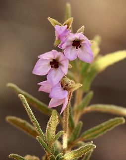 Thomasia petalocalyx  Australia,Eamw flora,Geotagged,Summer,Thomasia petalocalyx,Winter