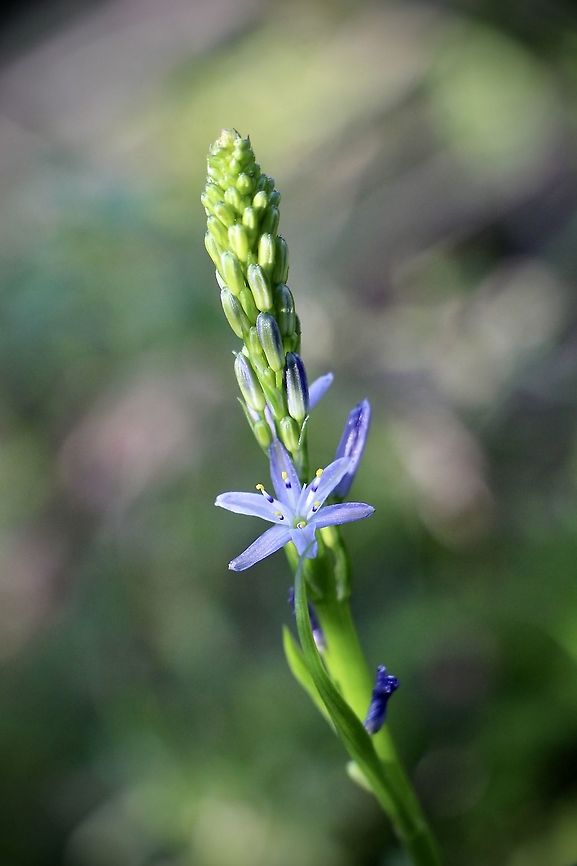 Blue Grass Lily - Caesia calliantha  Australia,Blue Grass Lily,Caesia calliantha,Eamw flora,Geotagged,Winter