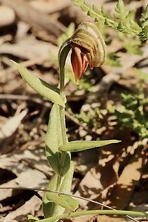 Red - banded greenhood orchid - Pterostylis sanguinea  Australia,Eamw flora,Eamw orchids,Geotagged,Orchid August,Pterostylis sanguinea,Red-banded greenhood,Winter