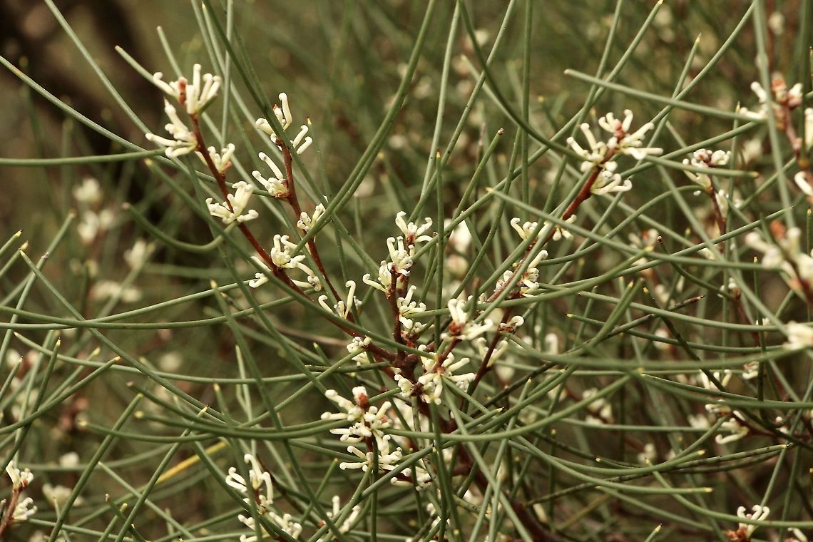 Beaked hakea - Hakea rostrata  Australia,Eamw flora,Geotagged,Hakea rostrata,Winter