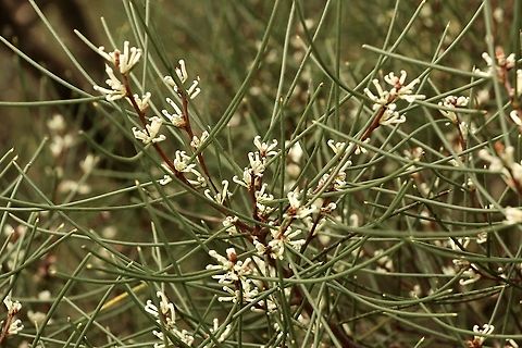 Beaked hakea - Hakea rostrata Australia,Eamw flora,Geotagged,Hakea rostrata,Winter