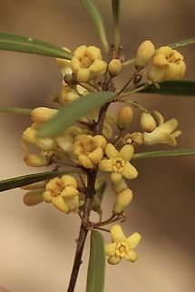 Weeping Pittosporum - Pittosporum angustifolium  Australia,Eamw flora,Geotagged,Pittosporum angustifolium,Weeping Pittosporum,Winter