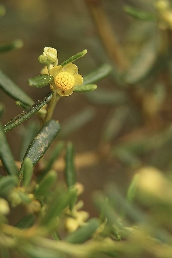 Beyeria lechenaultii  Australia,Beyeria lechenaultii,Eamw flora,Geotagged,Winter