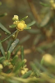 Beyeria lechenaultii  Australia,Beyeria lechenaultii,Eamw flora,Geotagged,Winter