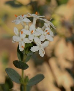 Rice Flower - Genus  Pimelia  Australia,Eamw flora,Geotagged,Winter