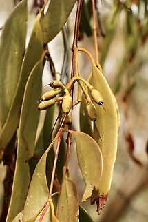 Box Mistletoe - Amyema miquelii Fruit and leaves Amyema miquelii,Australia,Box Mistletoe,Eamw flora,Eamw mistletoe,Geotagged,Winter