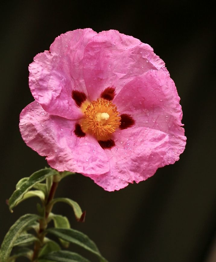 Shrubby Rock-Rose -Genus : cistus  Australia,Eamw flora,Geotagged,Winter