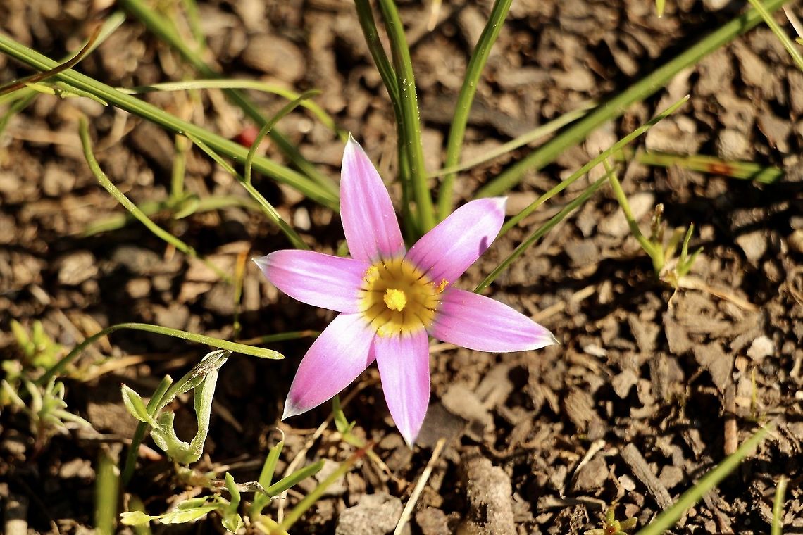 Onion Grass or Rosy sandcrocus  Australia,Eamw flora,Geotagged,Onion Grass,Romulea rosea,Winter