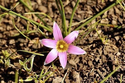 Onion Grass or Rosy sandcrocus  Australia,Eamw flora,Geotagged,Onion Grass,Romulea rosea,Winter