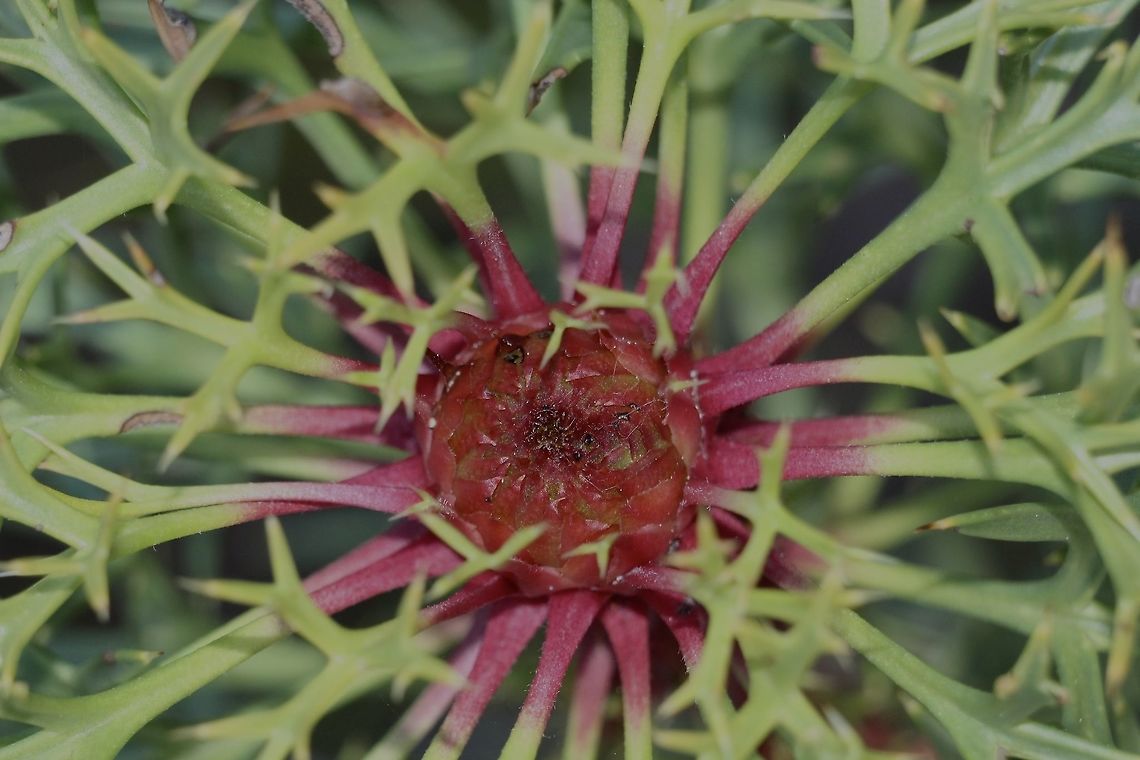 Horny cone -bush - Isopogon ceratophyllus  Australia,Eamw flora,Geotagged,Horny cone-bush,Isopogon ceratophyllus,Winter