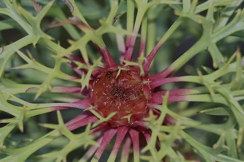 Horny cone -bush - Isopogon ceratophyllus  Australia,Eamw flora,Geotagged,Horny cone-bush,Isopogon ceratophyllus,Winter