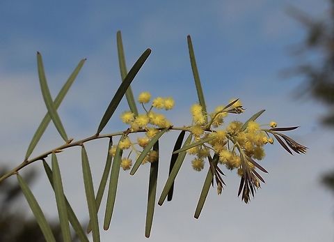 Flinders Ranges wattle - Acacia iteaphylla  Acacia iteaphylla,Australia,Eamw flora,Flinders Range wattle,Geotagged,Winter