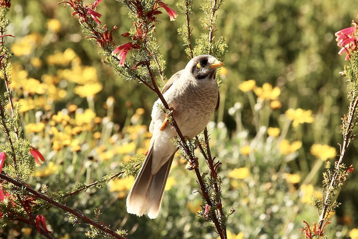 Noisy miner - Manorina melanocephala  Australia,Eamw flora,Geotagged,Manorina melanocephala,Noisy miner,Winter