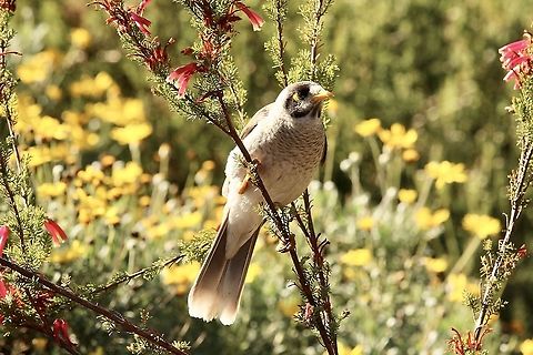 Noisy miner - Manorina melanocephala  Australia,Eamw flora,Geotagged,Manorina melanocephala,Noisy miner,Winter