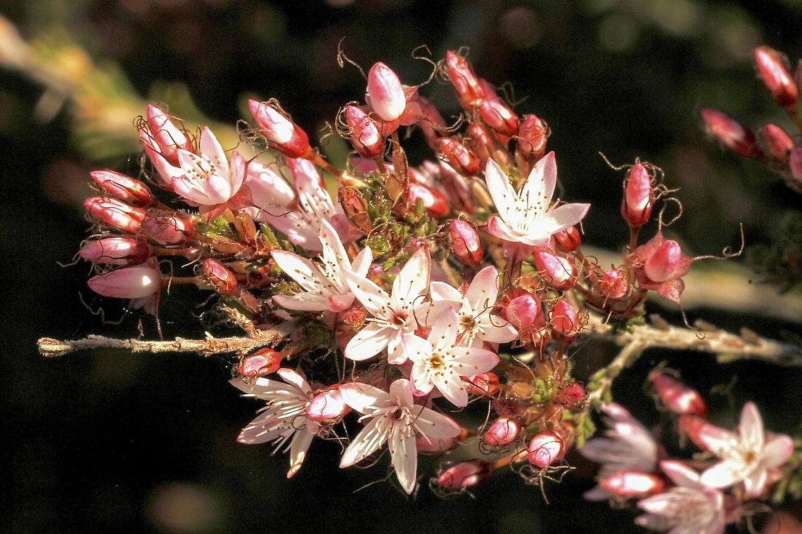 Fringe Myrtle - Calytrix tatragona  Australia,Calytrix tetragona,Eamw flora,Fringe Myrtle,Geotagged,Winter