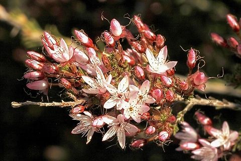 Fringe Myrtle - Calytrix tatragona  Australia,Calytrix tetragona,Eamw flora,Fringe Myrtle,Geotagged,Winter