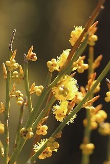 Spiny Wattle - Acacia spinescens  Acacia spinescens,Australia,Eamw flora,Geotagged,Spiny wattle,Winter