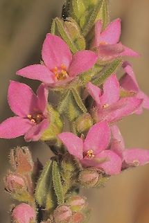 Pink zieria - Zieria veronicea  Australia,Eamw flora,Geotagged,Pink zieria,Winter,Zieria veronicea