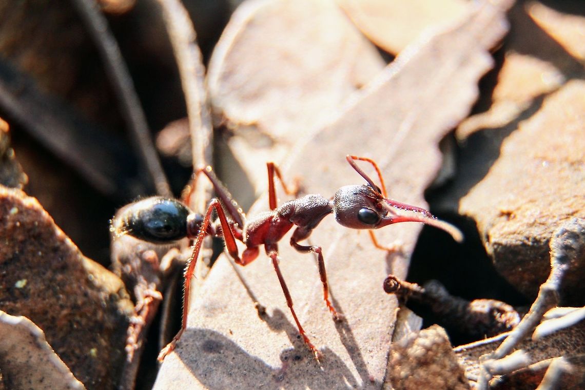 Myrmecia pyriformis A species of bull ants. Myrmecia pyriformis,eamw ants