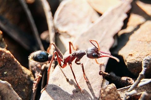 Myrmecia pyriformis A species of bull ants. Myrmecia pyriformis,eamw ants