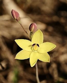 Rabbit-eared sun orchid - Thelymitra antennifera Found this one today on our last day of winter. Australia,Eamw flora,Eamw orchids,Eamw orchids Thelymitra,Geotagged,Orchids August,Rabbit-eared sun orchid,Thelymitra antennifera,Winter
