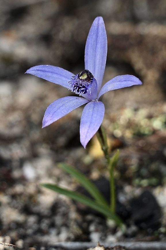 Blue fairy orchid - Pheladenia deformis  Blue fairy orchid,Eamw flora,Eamw orchids,Geotagged,Mount Billy Conservation Park,Orchids August,Pheladenia deformis,Winter