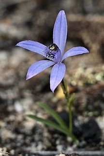 Blue fairy orchid - Pheladenia deformis  Blue fairy orchid,Eamw flora,Eamw orchids,Geotagged,Mount Billy Conservation Park,Orchids August,Pheladenia deformis,Winter