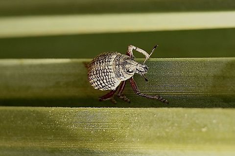 Catasarcus transversalis Found on grass tree ,Genus Xanthorrhoea. Australia,Catasarcus transversalis,Eamw weevils,Geotagged,Winter