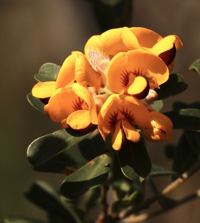 Large-leaf Bush Pea - Pultenaea daphnoides  Australia,Eamw flora,Eamw nativepea,Geotagged,Large-leaf Bush Pea,Pultenaea daphnoides,Winter