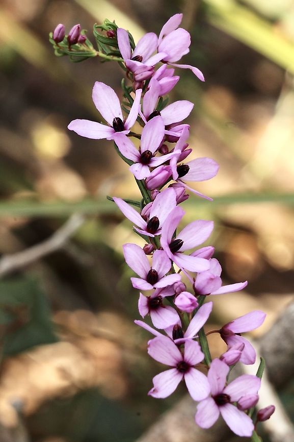 Hairy Pink - Bells - Tetratheca pilosa  Australia,Eamw  flora,Geotagged,Hairy Pink-Bells,Tetratheca pilosa,Winter