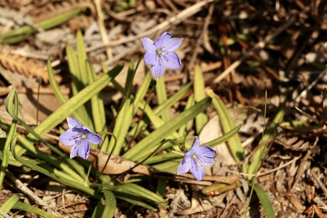 Blue Stars - Chamaescilla corymbosa  Australia,Blue Stars,Chamaescilla corymbosa,Eamw flora,Geotagged,Winter