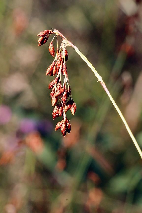 Tassel Rope-Rush - Hypolaena fastigiata  Australia,Eamw flora,Geotagged,Hypolaena fastigiata,Tassel Rope-Rush,Winter