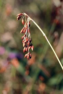 Tassel Rope-Rush - Hypolaena fastigiata  Australia,Eamw flora,Geotagged,Hypolaena fastigiata,Tassel Rope-Rush,Winter