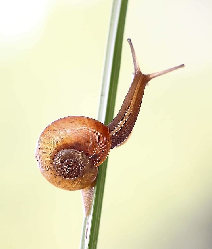 Common Southern Carnivores Snail - Austrorhytida capillacea  Australia,Austrorhytida capillacea,Common Southern Carnivorous Snail,Eamw terrestrial snails,Fall,Geotagged
