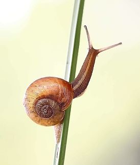 Common Southern Carnivores Snail - Austrorhytida capillacea  Australia,Austrorhytida capillacea,Common Southern Carnivorous Snail,Eamw terrestrial snails,Fall,Geotagged