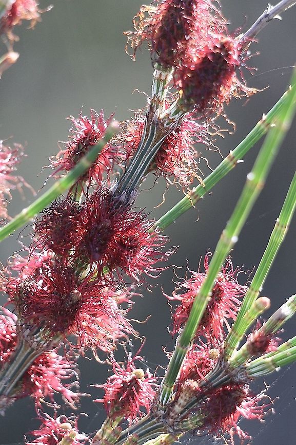 Genus :Allocasuarina  Australia,Eamw flora,Geotagged,Winter