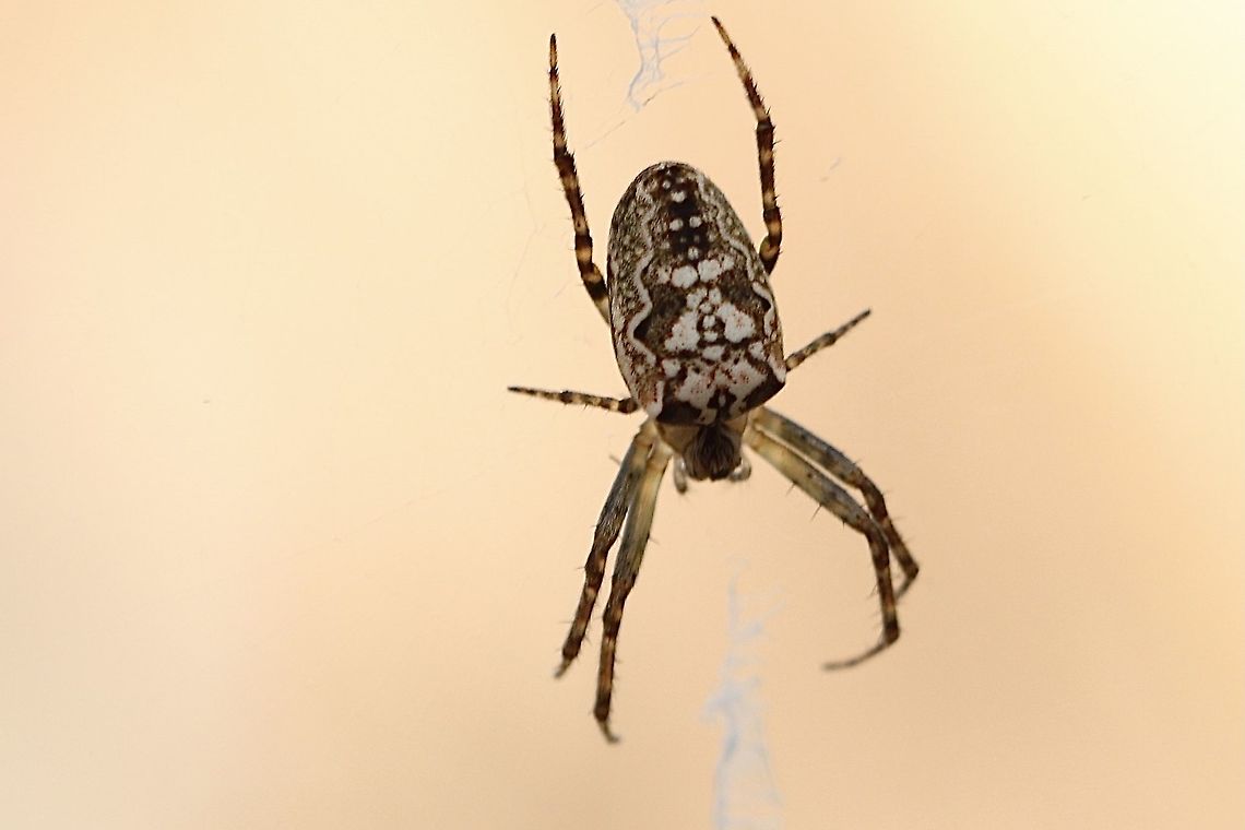 Genus: Plebs A orb-weaver spider,  Australia,Eamw spiders,Eamw spiders Orbweavers,Geotagged,Winter