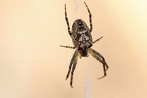 Genus: Plebs A orb-weaver spider,  Australia,Eamw spiders,Eamw spiders Orbweavers,Geotagged,Winter