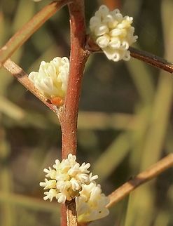 Erect Hakea - Hakea carinata  Australia,Eamw flora,Geotagged,Hakea carinata,Winter