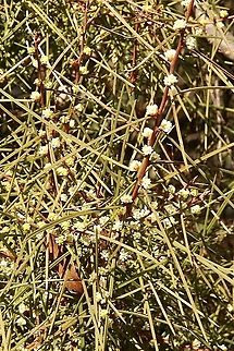 Erect Hakea - Hakea carinata  Australia,Eamw flora,Geotagged,Hakea carinata,Winter