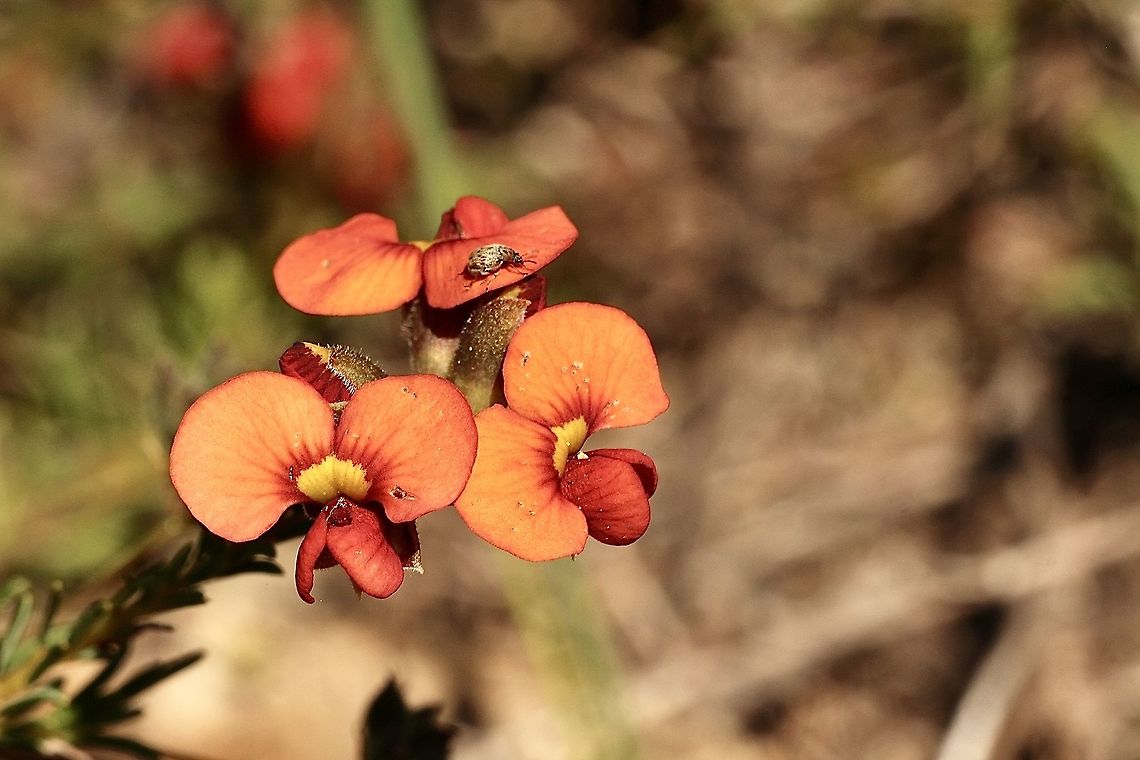 Showy Parrot-Pea -  Dillwynia sericea The little beetle is unidentified. Australia,Dillwynia sericea,Eamw flora,Geotagged,Showy Parrot-Pea,Winter