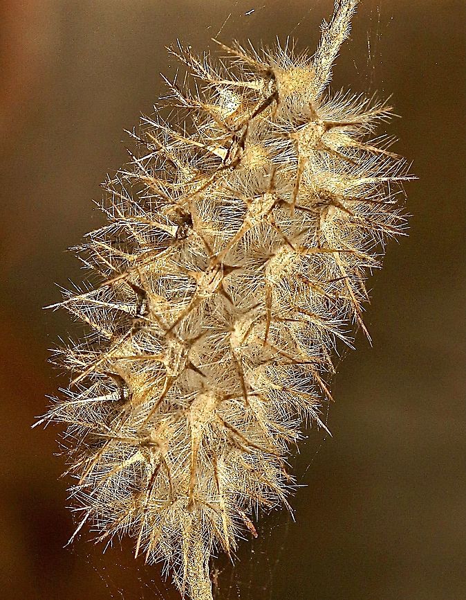 Narrow-leaved Clover Trifolium angustifolium T. angustifolium is native to central, eastern and southern Europe and the Mediterranean regions of Africa and Asia ,but has been introduced to Australia. Australia,Eamw flora,Fall,Geotagged,Narrowleaf crimson clover,Trifolium angustifolium