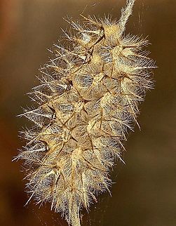 Narrow-leaved Clover Trifolium angustifolium T. angustifolium is native to central, eastern and southern Europe and the Mediterranean regions of Africa and Asia ,but has been introduced to Australia. Australia,Eamw flora,Fall,Geotagged,Narrowleaf crimson clover,Trifolium angustifolium