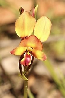 Eastern Wallflower - Diuris orientis  Australia,Diuris orientis,Eamw Diuris,Eamw flora,Eamw orchids,Eastern wallflower orchid,Geotagged,Orchids September,Winter