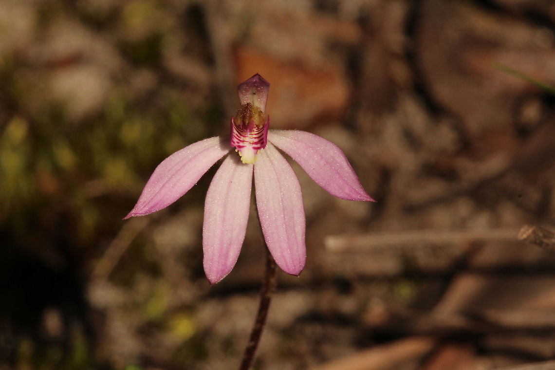 Pink fingers orchid - Caladenia carnea  Caladenia carnea,Eamw flora,Eamw orchids,Geotagged,Mount Billy Conservation Park,Orchids September,Pink fingers orchid,Winter