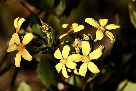 Bietou - Osteospermum moniliferum A introduced species, originating from South Africa. It is a declared pest species in Australia. Australia,Bietou,Eamw flora,Geotagged,Osteospermum moniliferum,Winter