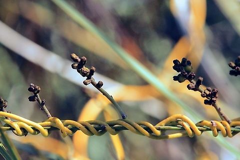 Coarse Dodder-Laurel - Cassytha melantha This rambling vine will totally cover other plants and ultimately kill them. Australia,Cassytha melantha,Eamw flora,Geotagged,Winter
